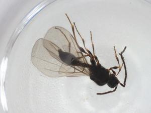  ( - CBG-A28544-G03)  @11 [ ] CreativeCommons - Attribution Share - Alike (2024) Centre for Biodiversity Genomics Centre for Biodiversity Genomics