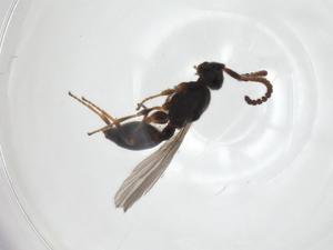  ( - CBG-A28544-H10)  @11 [ ] CreativeCommons - Attribution Share - Alike (2024) Centre for Biodiversity Genomics Centre for Biodiversity Genomics