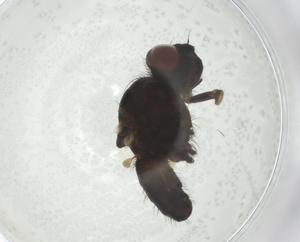  ( - CBG-A28546-A08)  @11 [ ] CreativeCommons - Attribution Share - Alike (2024) Centre for Biodiversity Genomics Centre for Biodiversity Genomics