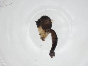  ( - CBG-A28547-E12)  @11 [ ] CreativeCommons - Attribution Share - Alike (2024) Centre for Biodiversity Genomics Centre for Biodiversity Genomics