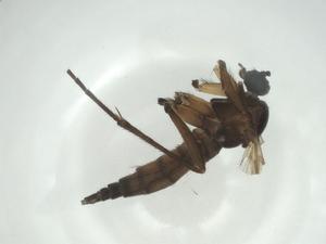  ( - CBG-A28548-D04)  @11 [ ] CreativeCommons - Attribution Share - Alike (2024) Centre for Biodiversity Genomics Centre for Biodiversity Genomics