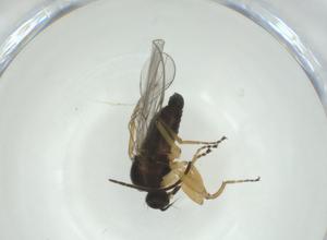  ( - CBG-A28548-D10)  @11 [ ] CreativeCommons - Attribution Share - Alike (2024) Centre for Biodiversity Genomics Centre for Biodiversity Genomics