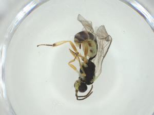  ( - CBG-A28548-F02)  @11 [ ] CreativeCommons - Attribution Share - Alike (2024) Centre for Biodiversity Genomics Centre for Biodiversity Genomics