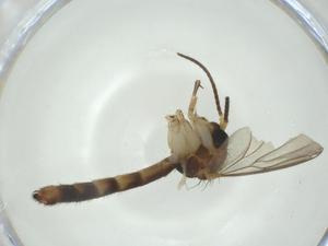  ( - CBG-A28548-F07)  @11 [ ] CreativeCommons - Attribution Share - Alike (2024) Centre for Biodiversity Genomics Centre for Biodiversity Genomics