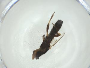  ( - CBG-A28548-G04)  @11 [ ] CreativeCommons - Attribution Share - Alike (2024) Centre for Biodiversity Genomics Centre for Biodiversity Genomics