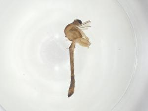  ( - CBG-A28549-A07)  @11 [ ] CreativeCommons - Attribution Share - Alike (2024) Centre for Biodiversity Genomics Centre for Biodiversity Genomics