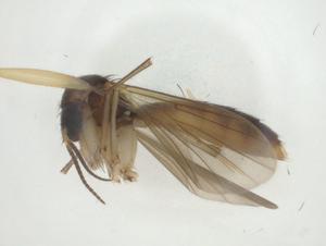  ( - CBG-A28549-B11)  @11 [ ] CreativeCommons - Attribution Share - Alike (2024) Centre for Biodiversity Genomics Centre for Biodiversity Genomics