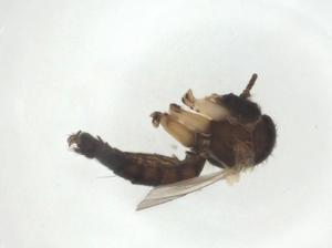  ( - CBG-A28549-G08)  @11 [ ] CreativeCommons - Attribution Share - Alike (2024) Centre for Biodiversity Genomics Centre for Biodiversity Genomics