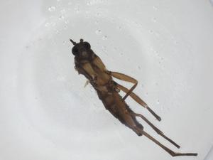  ( - CBG-A28550-C11)  @11 [ ] CreativeCommons - Attribution Share - Alike (2024) Centre for Biodiversity Genomics Centre for Biodiversity Genomics