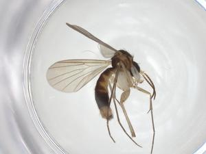  ( - CBG-A28550-H08)  @11 [ ] CreativeCommons - Attribution Share - Alike (2024) Centre for Biodiversity Genomics Centre for Biodiversity Genomics