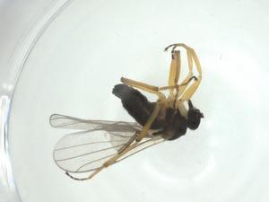  ( - CBG-A28551-D01)  @11 [ ] CreativeCommons - Attribution Share - Alike (2024) Centre for Biodiversity Genomics Centre for Biodiversity Genomics