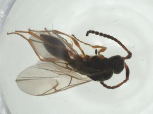  ( - CBG-A28551-F06)  @11 [ ] CreativeCommons - Attribution Share - Alike (2024) Centre for Biodiversity Genomics Centre for Biodiversity Genomics