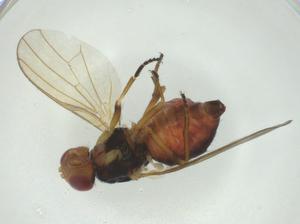  (Parapiophila kugluktuk - CBG-A28551-G11)  @11 [ ] CreativeCommons - Attribution Share - Alike (2024) Centre for Biodiversity Genomics Centre for Biodiversity Genomics