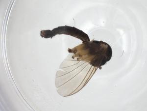  ( - CBG-A28553-H10)  @11 [ ] CreativeCommons - Attribution Share - Alike (2024) Centre for Biodiversity Genomics Centre for Biodiversity Genomics