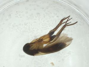  (Sceptonia membranacea - CBG-A28554-A01)  @11 [ ] CreativeCommons - Attribution Share - Alike (2024) Centre for Biodiversity Genomics Centre for Biodiversity Genomics