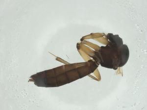  ( - CBG-A28554-D11)  @11 [ ] CreativeCommons - Attribution Share - Alike (2024) Centre for Biodiversity Genomics Centre for Biodiversity Genomics