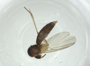  ( - CBG-A28554-E12)  @11 [ ] CreativeCommons - Attribution Share - Alike (2024) Centre for Biodiversity Genomics Centre for Biodiversity Genomics