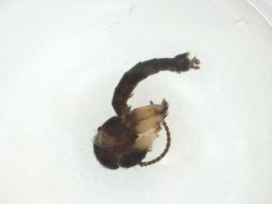  ( - CBG-A28555-A01)  @11 [ ] CreativeCommons - Attribution Share - Alike (2024) Centre for Biodiversity Genomics Centre for Biodiversity Genomics