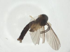  ( - CBG-A28555-B08)  @11 [ ] CreativeCommons - Attribution Share - Alike (2024) Centre for Biodiversity Genomics Centre for Biodiversity Genomics