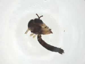  ( - CBG-A28555-G05)  @11 [ ] CreativeCommons - Attribution Share - Alike (2024) Centre for Biodiversity Genomics Centre for Biodiversity Genomics