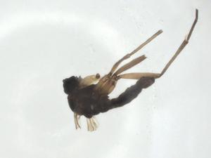  ( - CBG-A28558-D06)  @11 [ ] CreativeCommons - Attribution Share - Alike (2024) Centre for Biodiversity Genomics Centre for Biodiversity Genomics