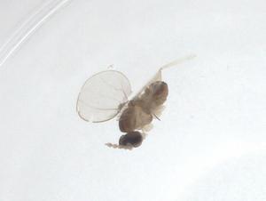  ( - CBG-A28559-C01)  @11 [ ] CreativeCommons - Attribution Share - Alike (2024) Centre for Biodiversity Genomics Centre for Biodiversity Genomics