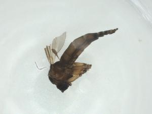  ( - CBG-A28560-B06)  @11 [ ] CreativeCommons - Attribution Share - Alike (2024) Centre for Biodiversity Genomics Centre for Biodiversity Genomics