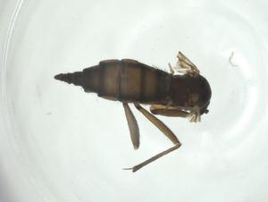  ( - CBG-A28560-H05)  @11 [ ] CreativeCommons - Attribution Share - Alike (2024) Centre for Biodiversity Genomics Centre for Biodiversity Genomics