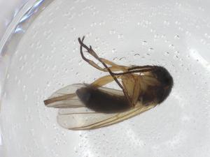  ( - CBG-A28562-G07)  @11 [ ] CreativeCommons - Attribution Share - Alike (2024) Centre for Biodiversity Genomics Centre for Biodiversity Genomics