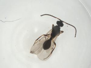  ( - CBG-A28901-A09)  @11 [ ] CreativeCommons - Attribution Share - Alike (2024) Centre for Biodiversity Genomics Centre for Biodiversity Genomics