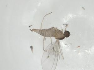  ( - CBG-A28904-E10)  @11 [ ] CreativeCommons - Attribution Share - Alike (2024) Centre for Biodiversity Genomics Centre for Biodiversity Genomics