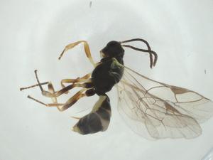  ( - CBG-A28905-C10)  @11 [ ] CreativeCommons - Attribution Share - Alike (2024) Centre for Biodiversity Genomics Centre for Biodiversity Genomics