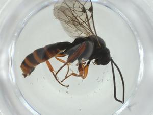  ( - CBG-A28905-E11)  @11 [ ] CreativeCommons - Attribution Share - Alike (2024) Centre for Biodiversity Genomics Centre for Biodiversity Genomics