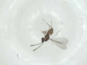  ( - CBG-A28906-C09)  @11 [ ] CreativeCommons - Attribution Share - Alike (2024) Centre for Biodiversity Genomics Centre for Biodiversity Genomics