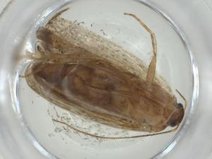  ( - CBG-A28906-F07)  @11 [ ] CreativeCommons - Attribution Share - Alike (2024) Centre for Biodiversity Genomics Centre for Biodiversity Genomics