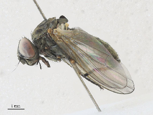  ( - CBG-A30021-A10)  @11 [ ] CreativeCommons - Attribution Share - Alike (2024) CBG Photography Group Centre for Biodiversity Genomics