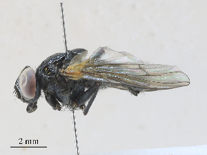  ( - CBG-A30021-G04)  @11 [ ] CreativeCommons - Attribution Share - Alike (2024) CBG Photography Group Centre for Biodiversity Genomics