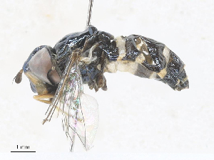 (Dasysyrphus intrudens - CBG-A30021-H04)  @11 [ ] CreativeCommons - Attribution Share - Alike (2024) CBG Photography Group Centre for Biodiversity Genomics