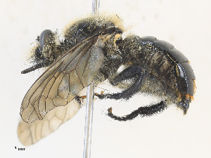  ( - CBG-A30022-A01)  @11 [ ] CreativeCommons - Attribution Share - Alike (2024) CBG Photography Group Centre for Biodiversity Genomics