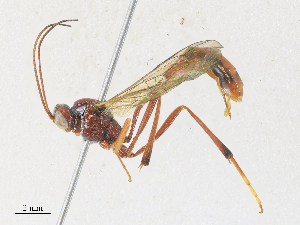  ( - CBG-A30022-C04)  @11 [ ] CreativeCommons - Attribution Share - Alike (2024) CBG Photography Group Centre for Biodiversity Genomics