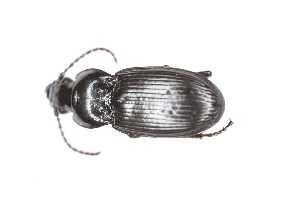  (Pterostichus morio - CAR1628-1)  @11 [ ] CC BY SA (2022) Paill Wolfgang Universalmuseum Joanneum, Graz