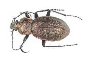  (Carabus sylvestris redtenbacheri - CAR2873-1)  @11 [ ] CC BY SA (2022) Paill Wolfgang Universalmuseum Joanneum Graz