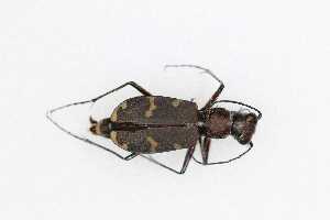  (Cicindela transversalis - CAR958-1)  @11 [ ] CC BY SA (2022) Paill Wolfgang Universalmuseum Joanneum, Graz