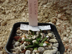  (Ariocarpus agavoides - GE0213)  @11 [ ] Copyright  Salvador Arias Unspecified