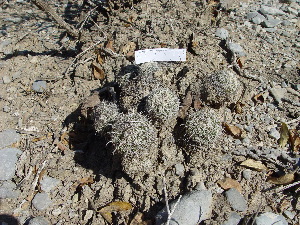  (Coryphantha delicata - GE02431)  @11 [ ] Copyright  Salvador Arias Unspecified