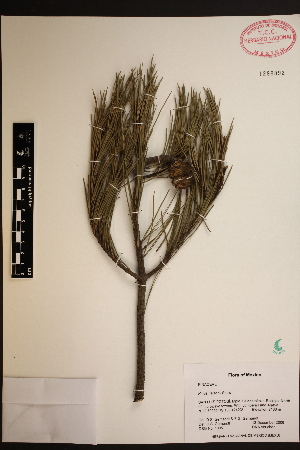  (Pinus nelsonii - GE02487)  @13 [ ] CreativeCommons - Attribution Non-Commercial Share-Alike (2012) David Sebastian Gernandt Universidad Nacional Autonoma de Mexico, Instituto de Biologia