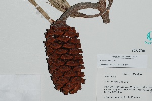  (Pinus nelsonii - GE02216)  @13 [ ] Copyright (2009) David Gernandt Unspecified