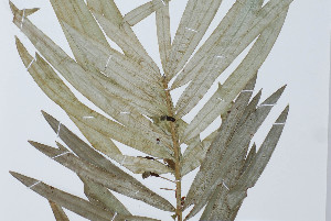  (Podocarpus matudae - GE02353)  @11 [ ] Copyright (2009) David Gernandt Unspecified
