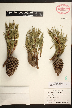  (Pinus flexilis - GE02212)  @13 [ ] CreativeCommons - Attribution Non-Commercial Share-Alike (2012) David Sebastian Gernandt Universidad Nacional Autonoma de Mexico, Instituto de Biologia