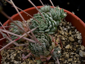  (Echeveria globulosa - GE02405)  @11 [ ] Copyright (2010) Unspecified Unspecified